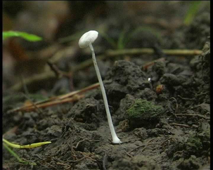 Pluteus spec.  24. 07. 2004